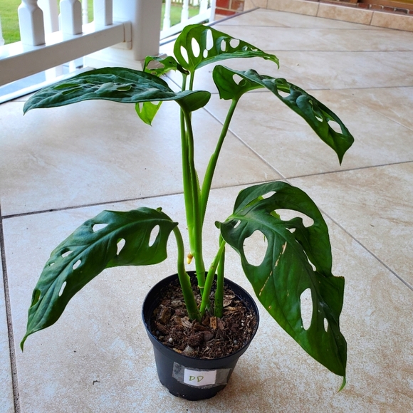 Other - SOLD Monstera Adansonii (DD) | 3" pot